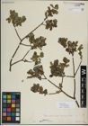 Foto von Salix myrsinifolia Salisb.